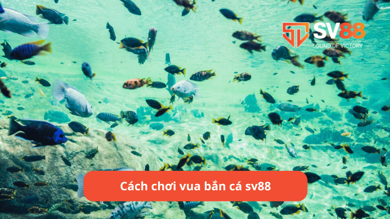 Cách chơi vua bắn cá sv88