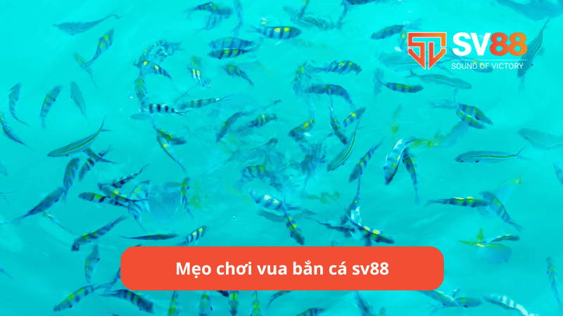 Mẹo chơi vua bắn cá sv88 hiệu quả